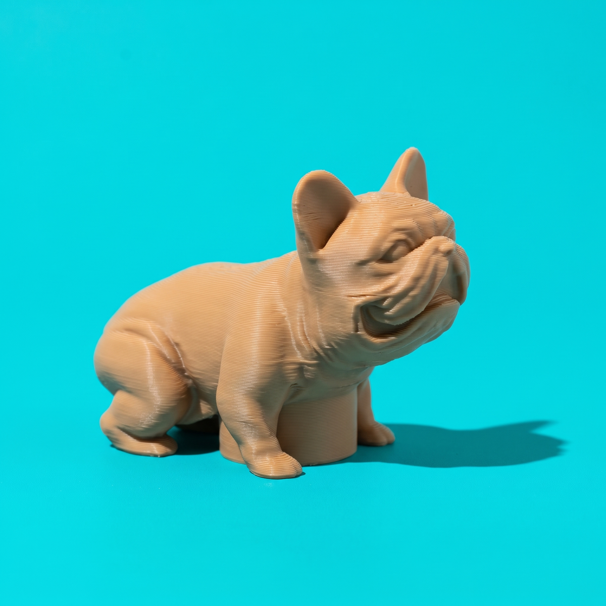Figura de bulldog francés color canela para el tubo de pasta de dientes, sobre fondo cian
